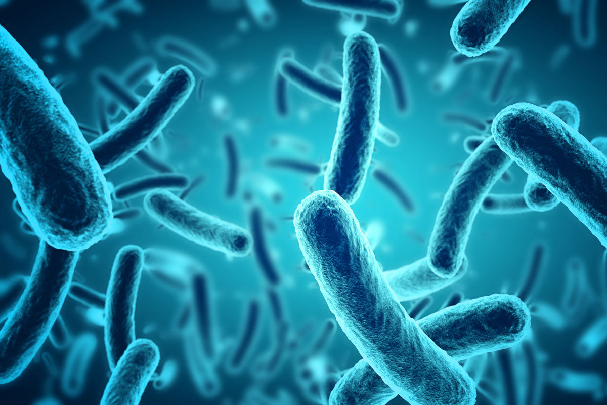 Probiotische Bakterienstämme im Protein: Warum wir Lactiplantibacillus plantarum und Lacticaseibacillus rhamnosus verwenden